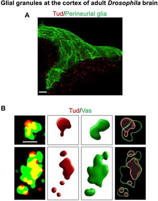 Looking at the Pretty “Phase” of Membraneless Organelles: A View From Drosophila Glia